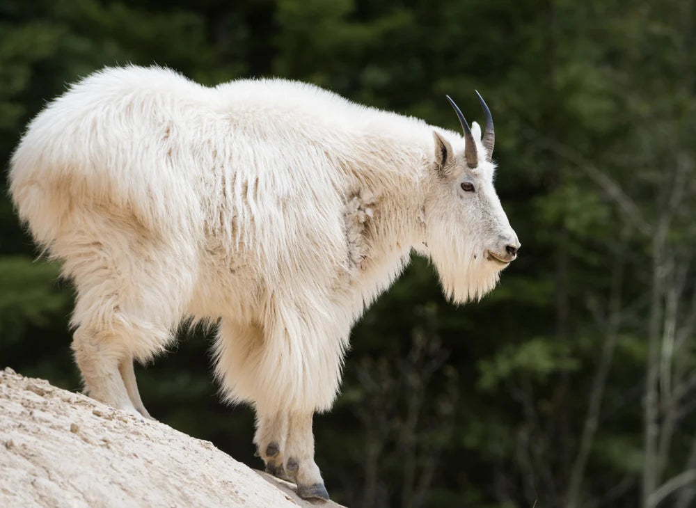 Why IS CASHMERE Worth IT?