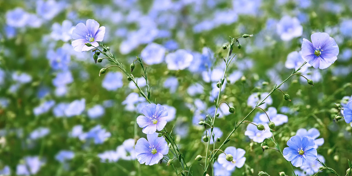 PURE LINEN